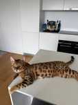 Gato bengal top.