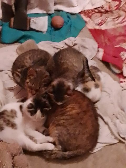 Małe kotki oddam