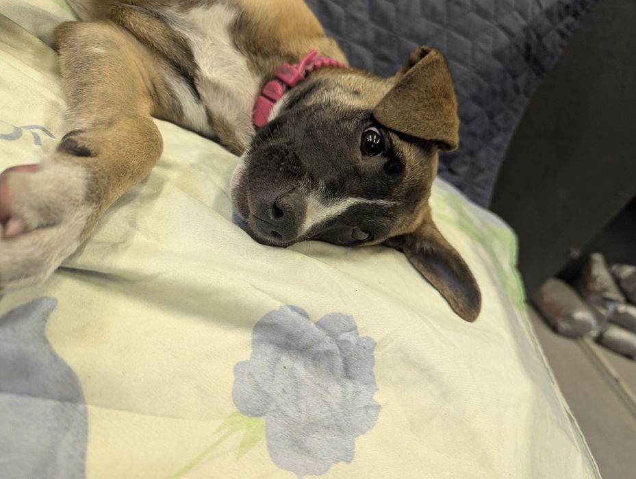 Подаруємо маленьку дівчинку Скубі-Ду