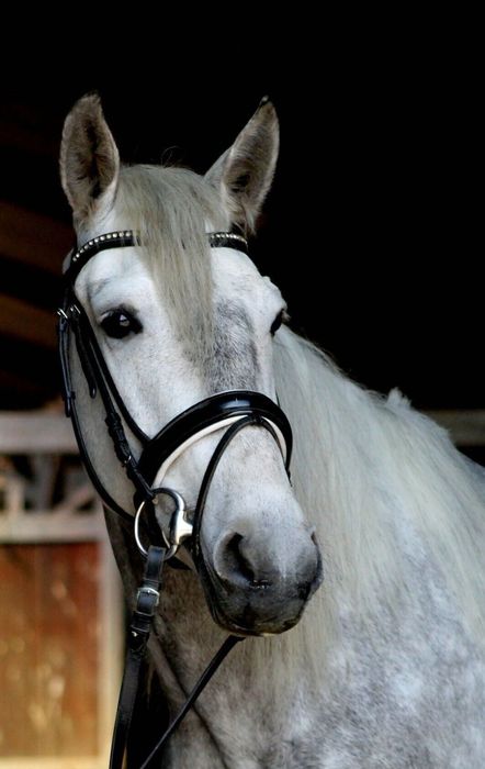 Klacz andaluzyjska 8 lat