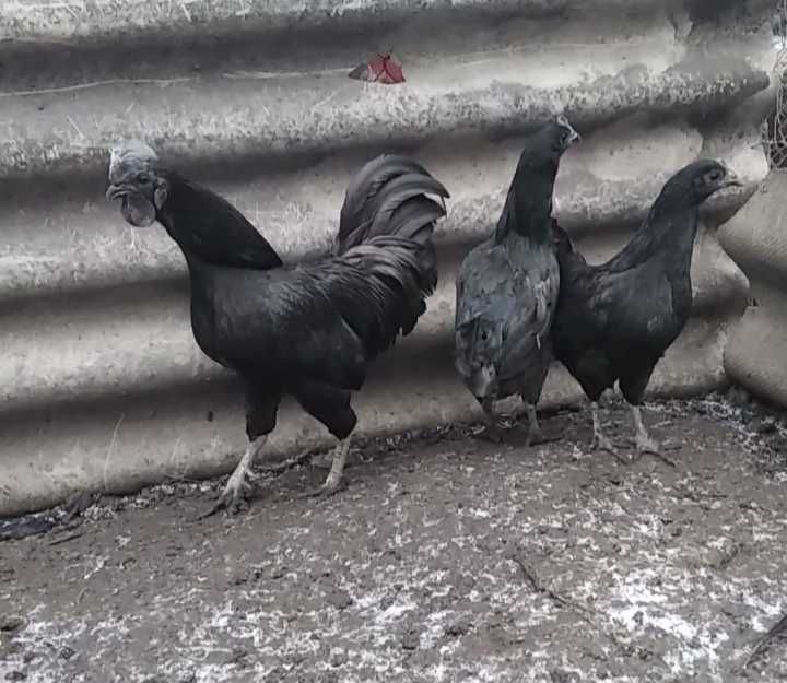 Продам инкубационное яйцо от кур породы Аям Цемани