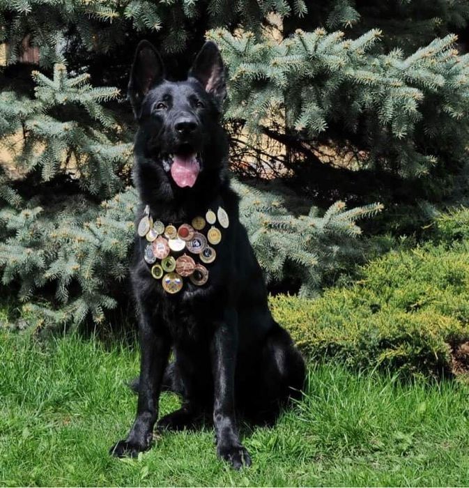 Замечательные породные ВЕО от выставочных родителей.