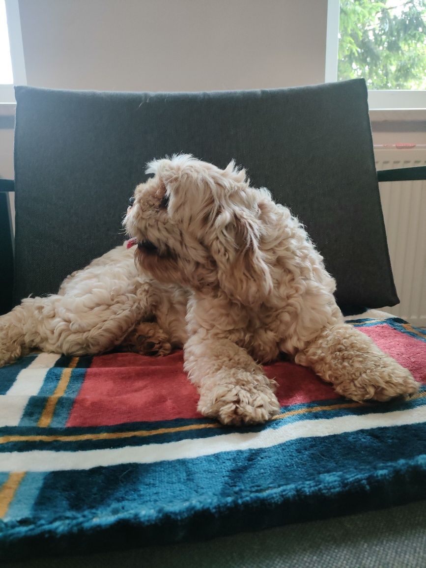 Cavapoo suczka  wyjątkowy charakter