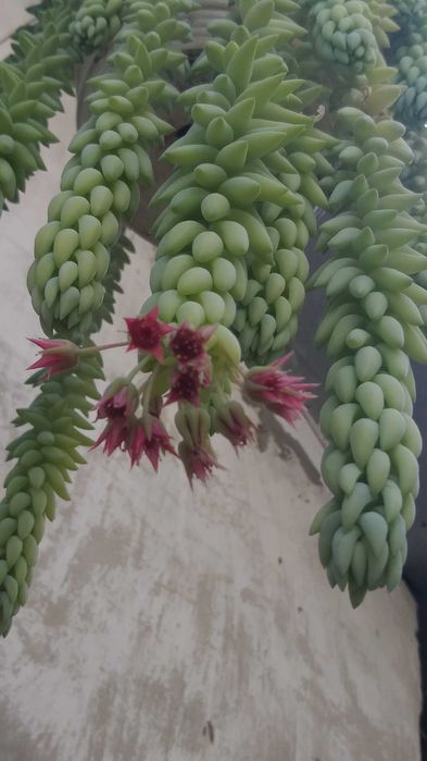 Очіток Моргана, очиток Моргана, седум, доля, скочки (Квітучий)