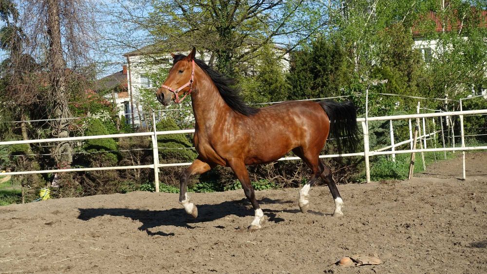 Para klaczy KWPN 3,5 letnie