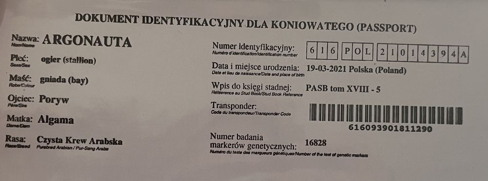 Gniady wałach arabski Algama x Poryw