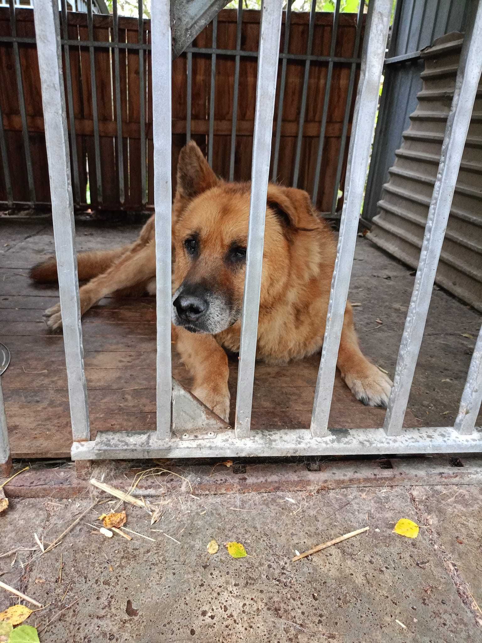 Ringer - staruszek w typie Owczarka Niemieckiego do adopcji 1