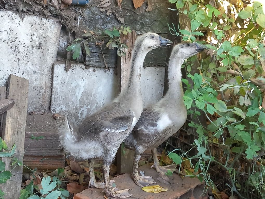 Casal de gansos da guiné