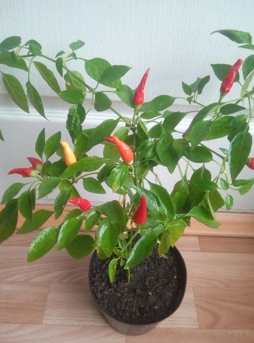 Семена острого комнатного декоративного перца.