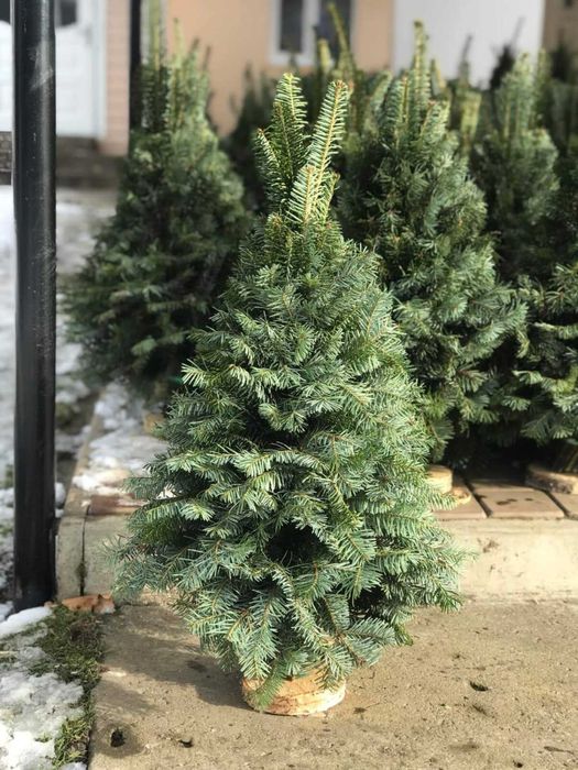 Продам ялинки плетені опт