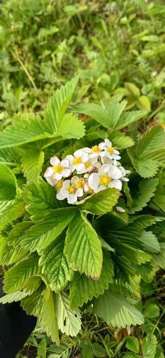 Листя лісової суниці (земляника) з Карпат