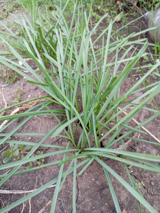 Цибулини  мускарі Синій шип Нідерланди