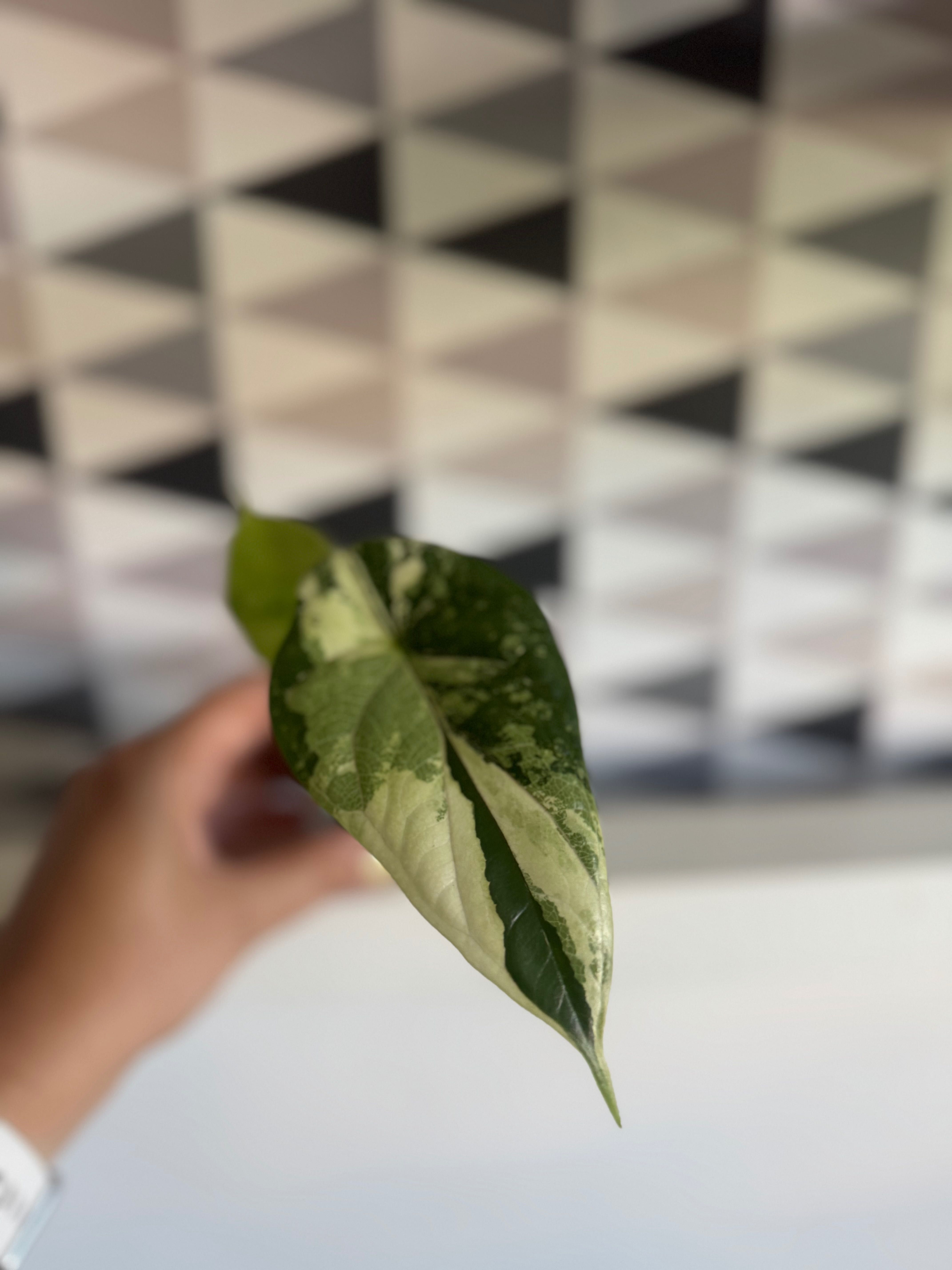 Alocasia Alokazja Dragon Scale Variegata 2 liście cudne wybarwienie