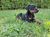 Doberman Chlopak Pies