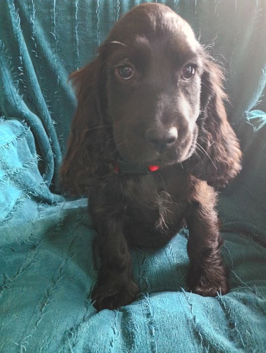 Sunia  Cocker Spaniel angielski
