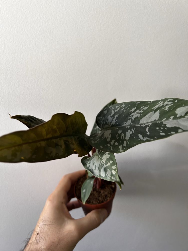 Apoballis Acuminatissima