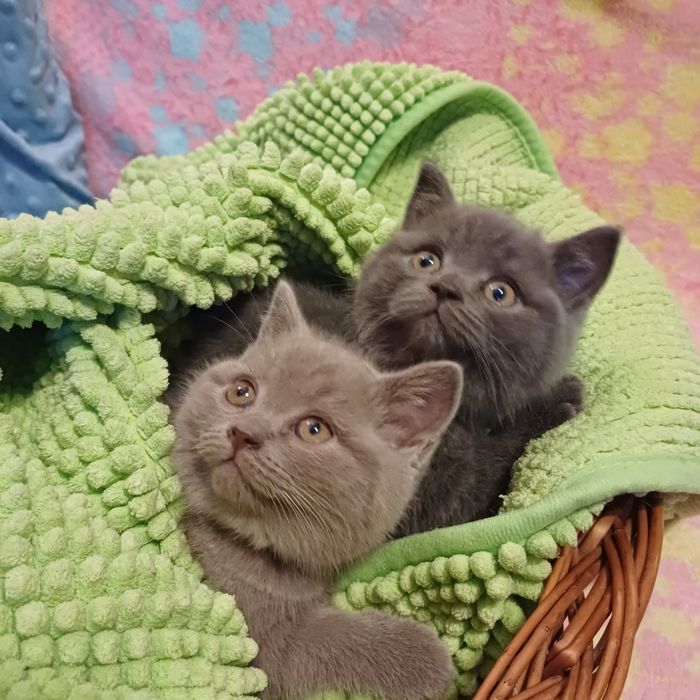 Kotka brytyjska liliowa