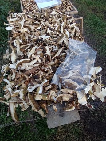 Продам гриби сушені на дровах