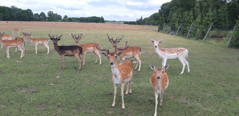 Sprzedam mięso z Daniela