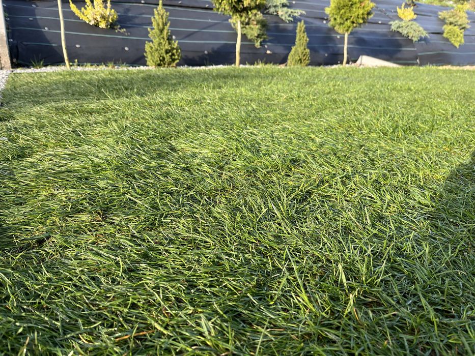 Trawa w rolce, trawa z rolki, trawa, POLSKI TRAWNIK najwyższa jakość