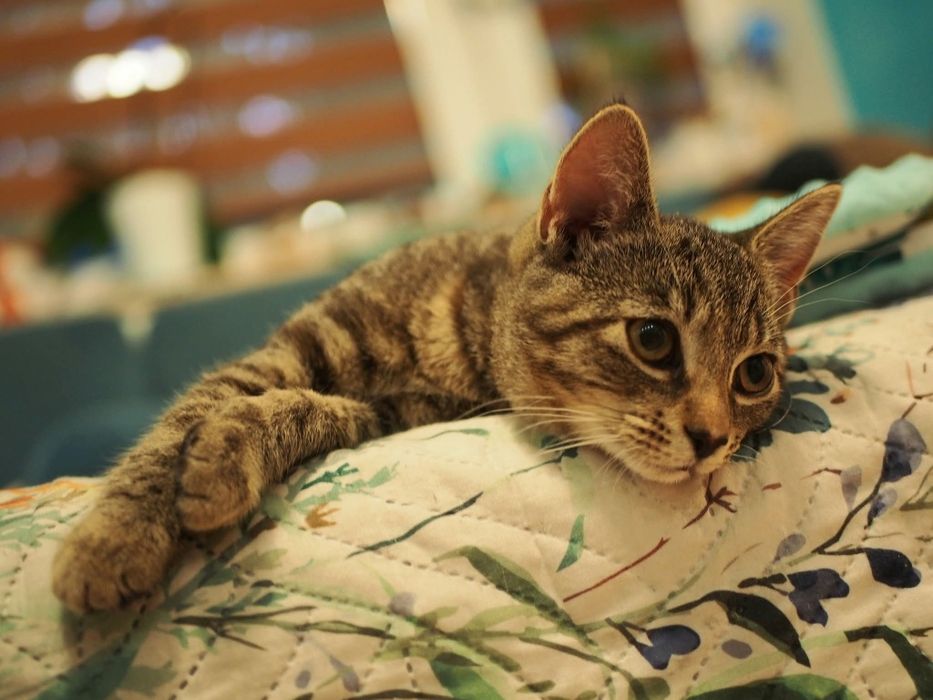 Oddam kotke z pakietem