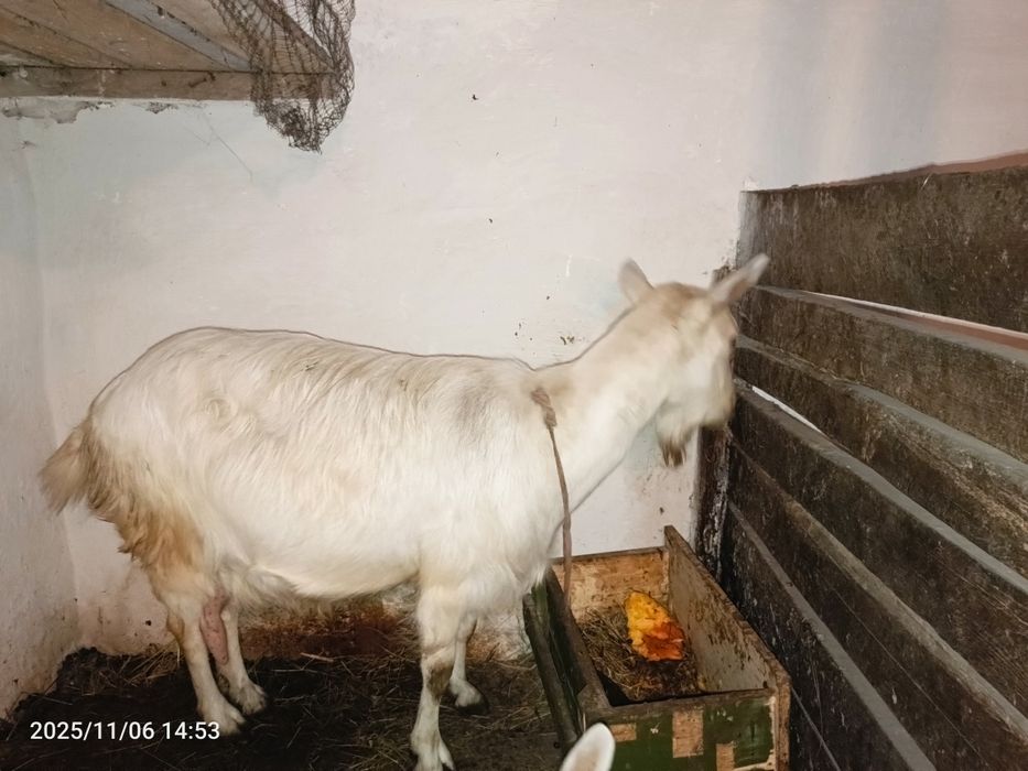 Продам козу дійну