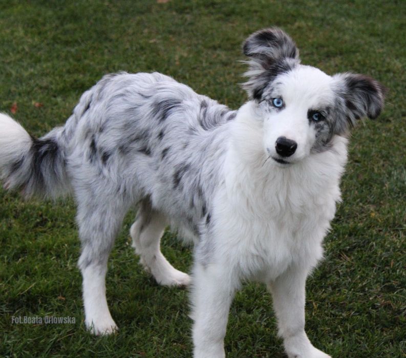 Border collie dziewczynka NAK-SU - ZKwP - gotowa do zmiany domu