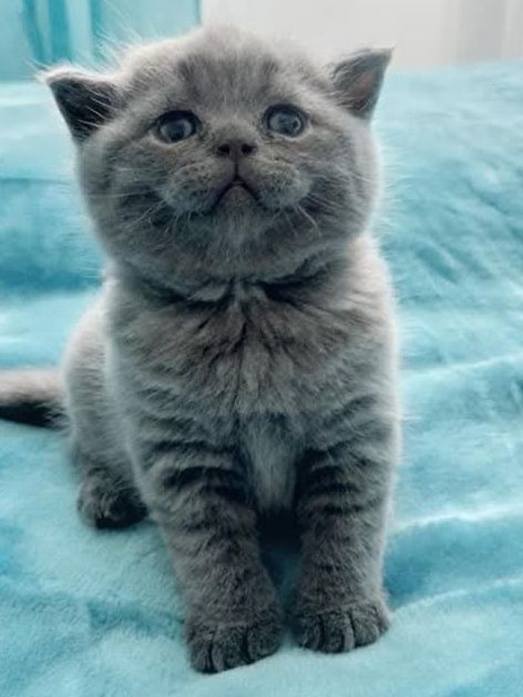 Macho British Shorthair blue