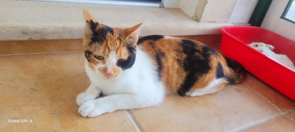 Gata para doação