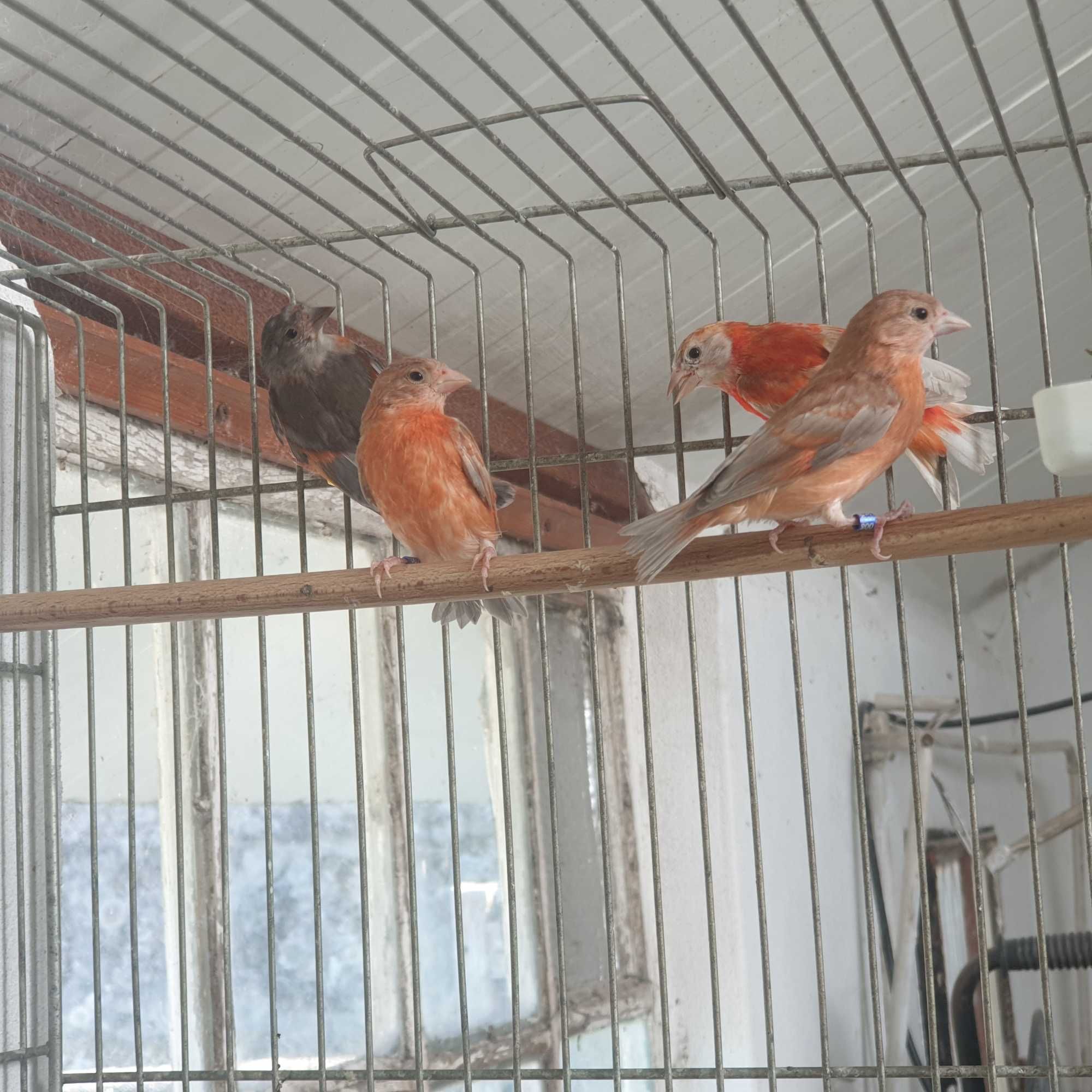 Cardinalitos da Venezuela