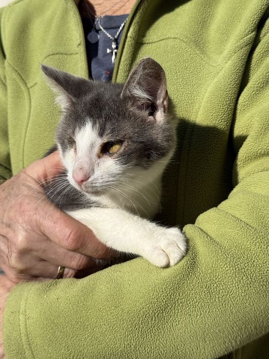 Dwa bezdomne koty czekaja na wymarzone domy !