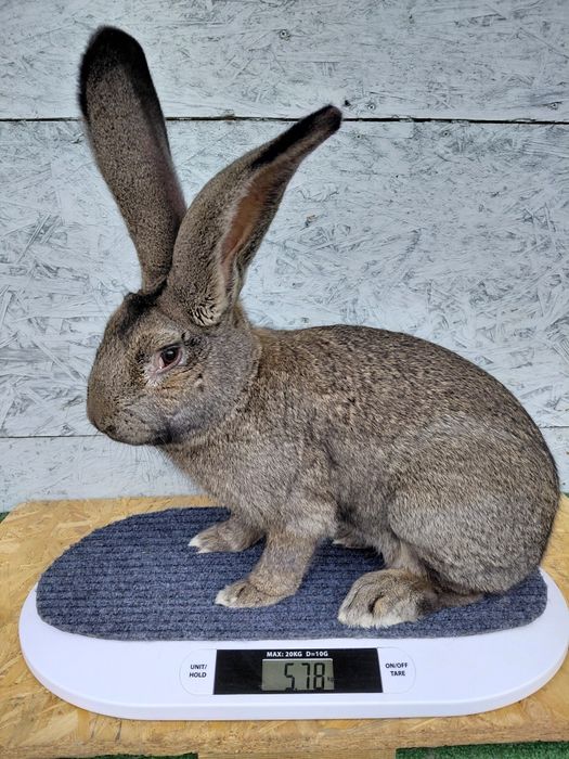 Olbrzym belgijski, króliki, samiec