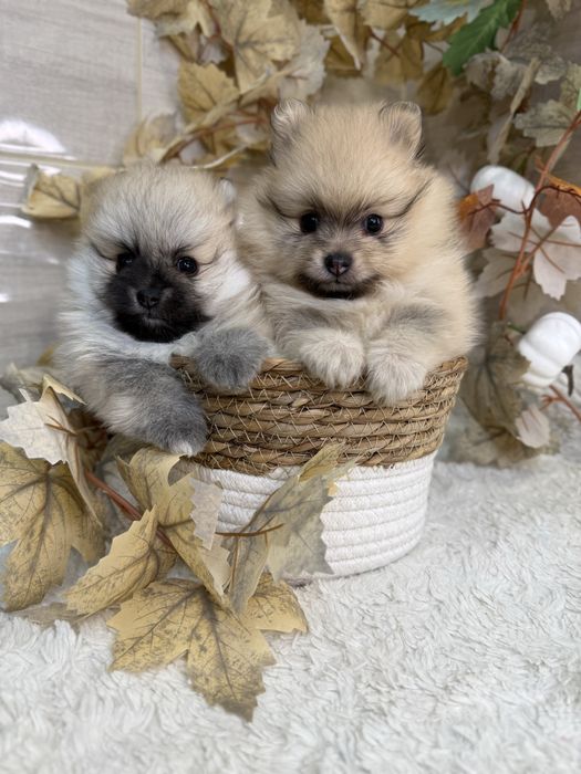 Szpic miniaturowy pomeranian, orange sable, śliczna suczka.