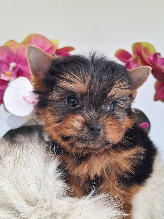 Yorkshire terrier mini mini z rodowodem odbioru ok.15 października
