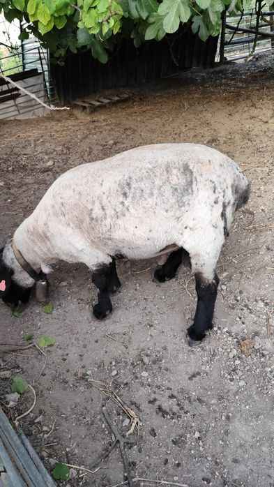 Suffolk borrego disponível