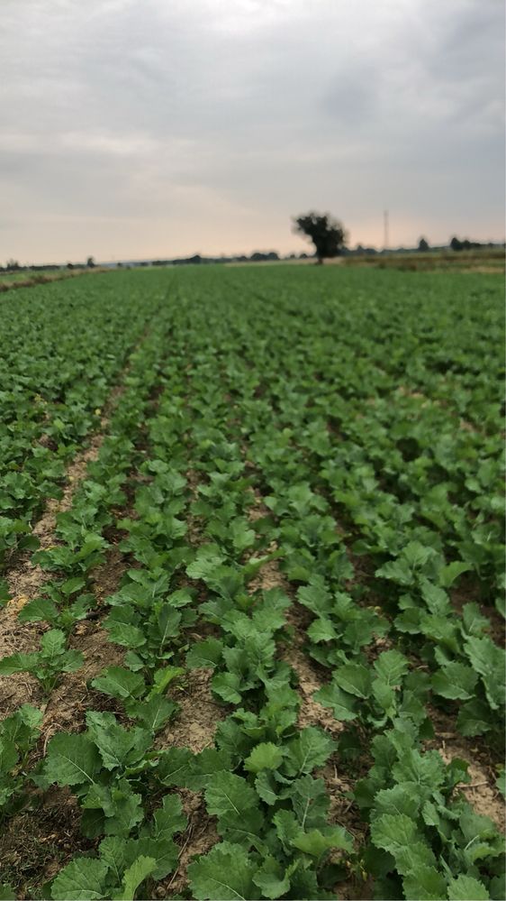 Siew Pasowy, Strip till, siew rzepaku, zbóż, roślin strączkowych