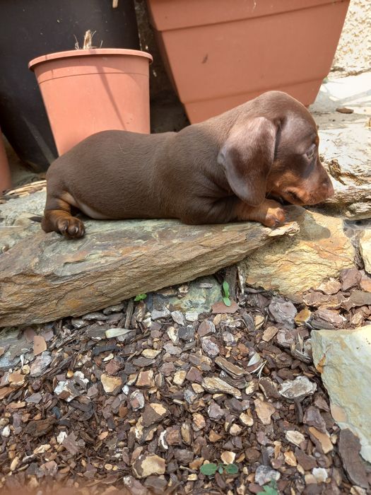 Teckel kaninchen menino top