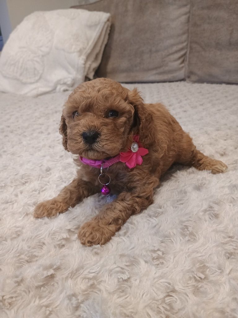 Pudel toy suczka  red