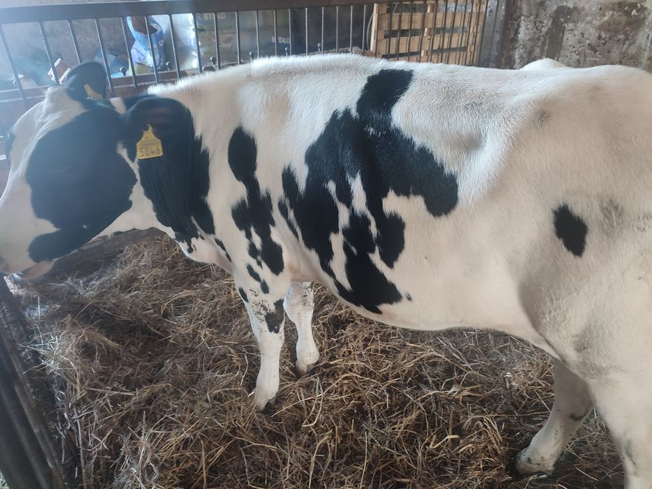 Jałówki hf w świetnej kondycji