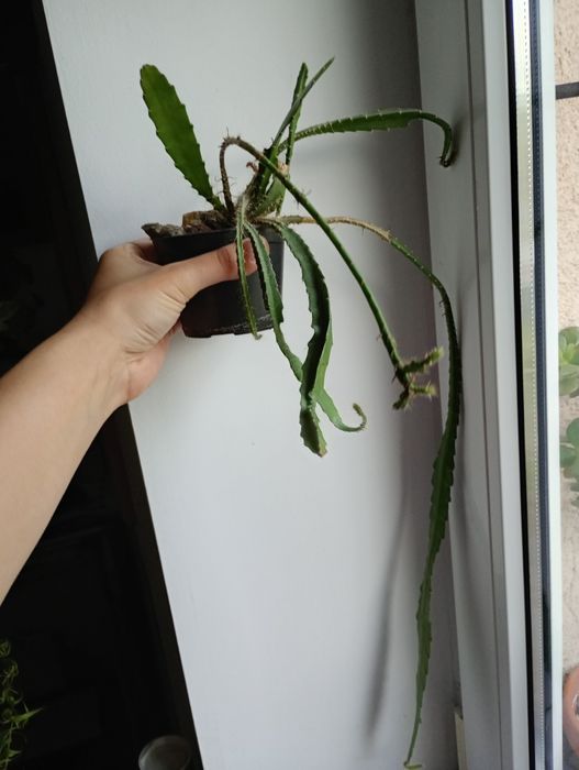 Epifilium, Epiphyllum, czerwone kwiaty