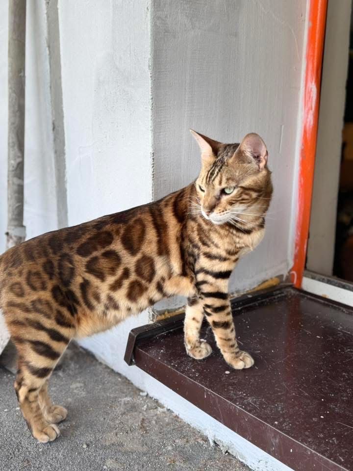 Bengal i Szarusia do adopcji wspolnej szukaja domu