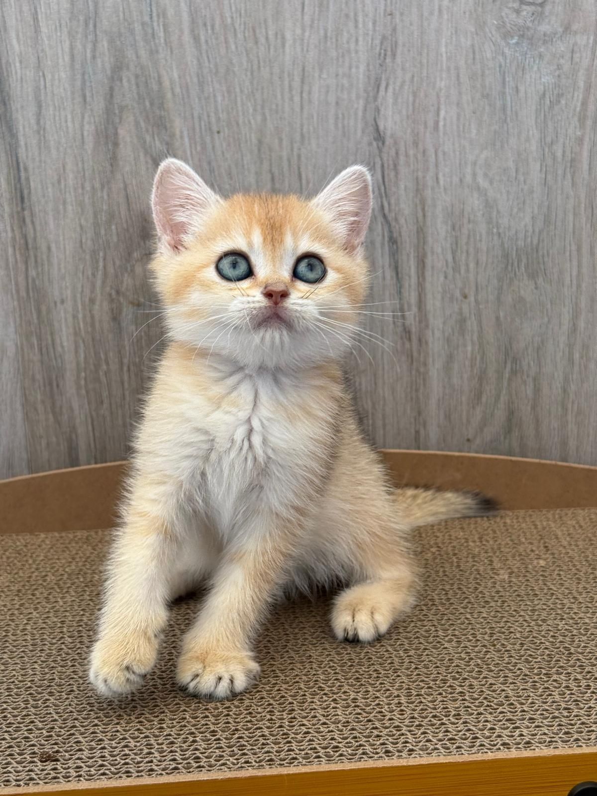 Femea  british chincila golden