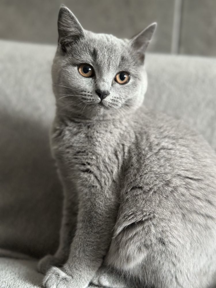Kocur brytyjski krotkowlosy