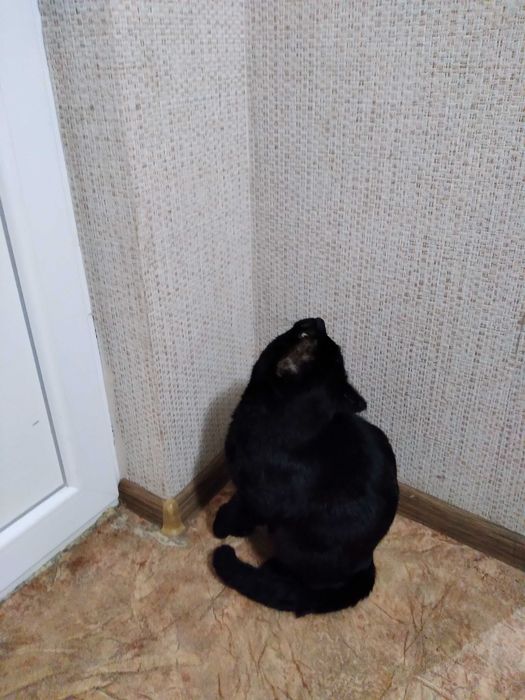 Пропал кот "Феликс"