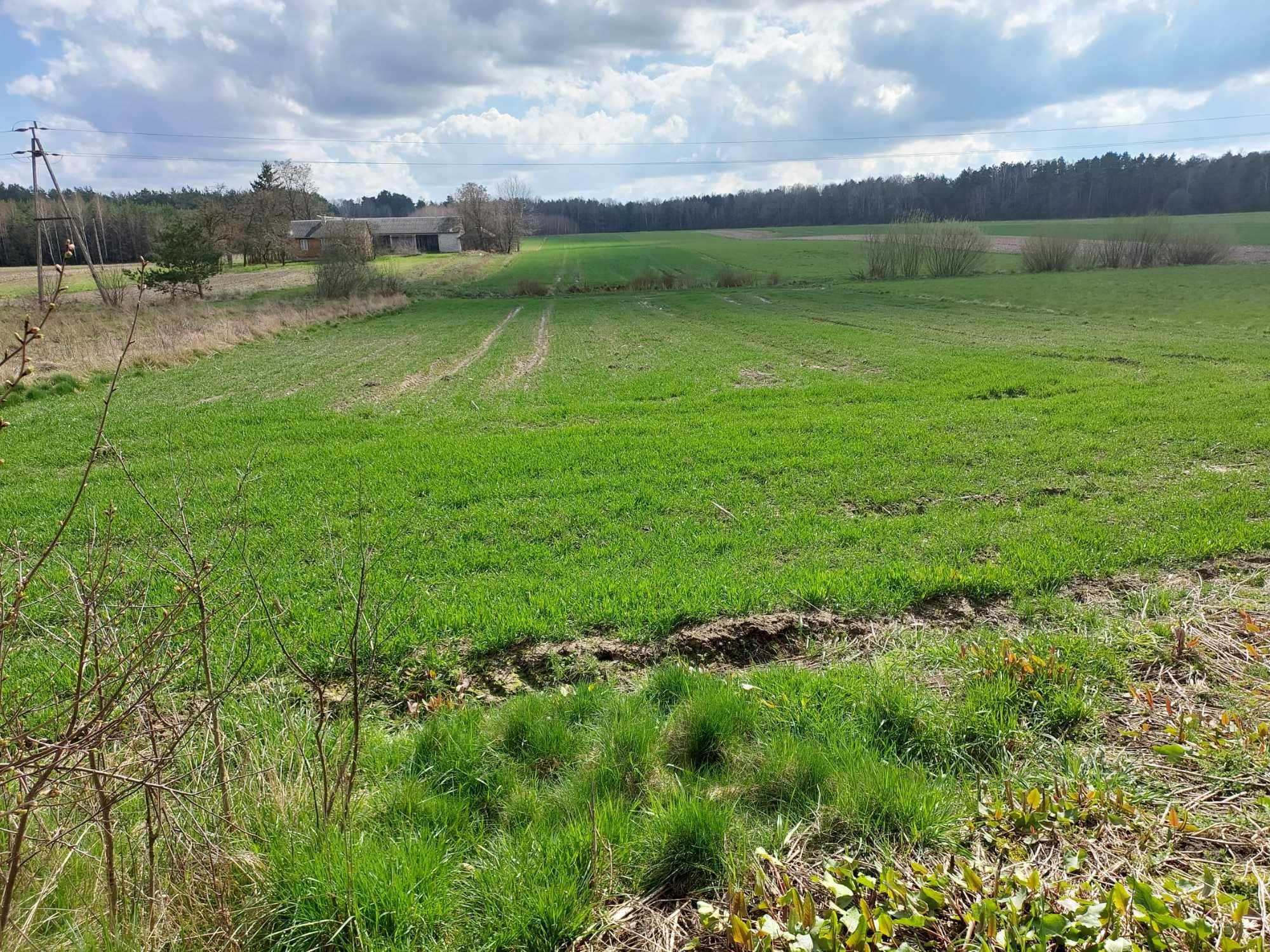 Sprzedam dom budynki gospodarcze wraz z ziemią rolną 3ha