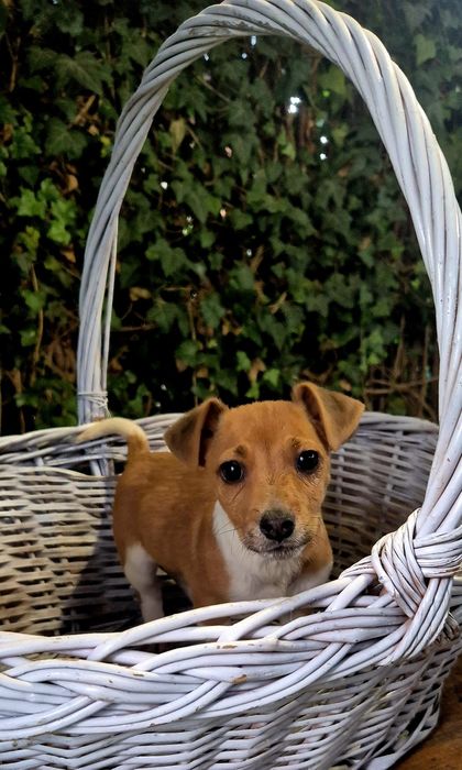 Джек Рассел терьер