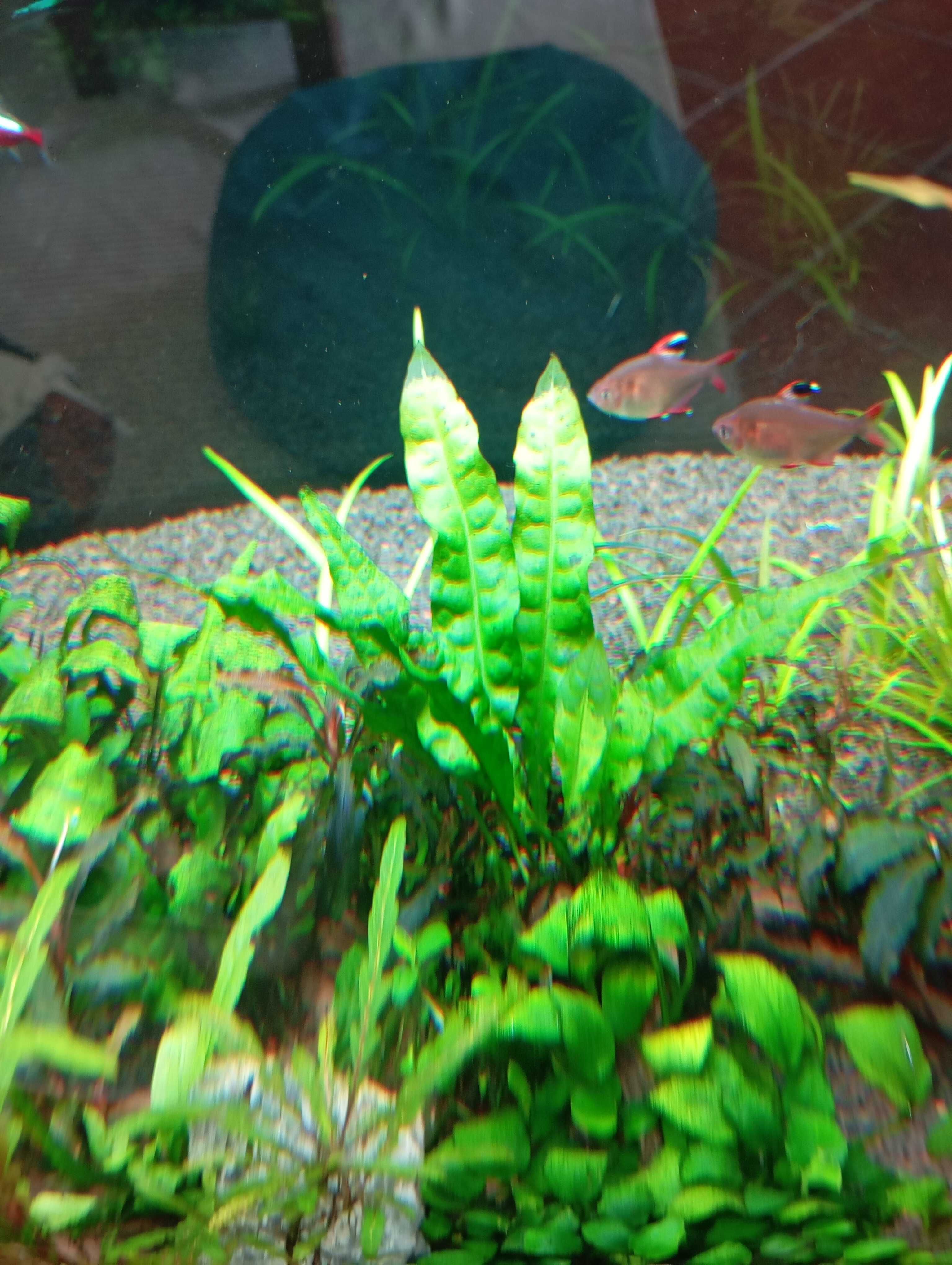 Plantas Aquario Pack