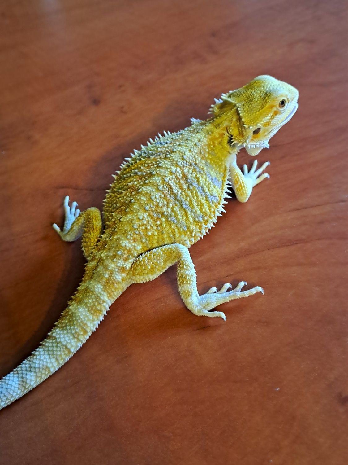 Agama brodata samiczka młoda