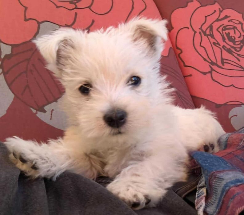 West Highland White Terrier