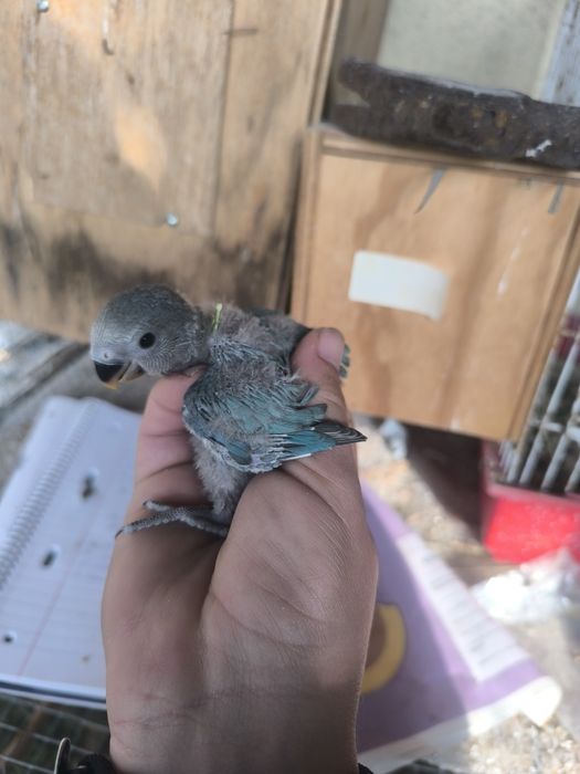 Agaponis roseicollis para criar à mão